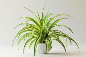 styling spider plants pruning and shaping