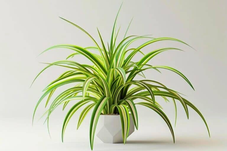 styling spider plants pruning and shaping