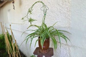 tying up spider plants