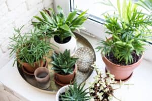 Houseplants project