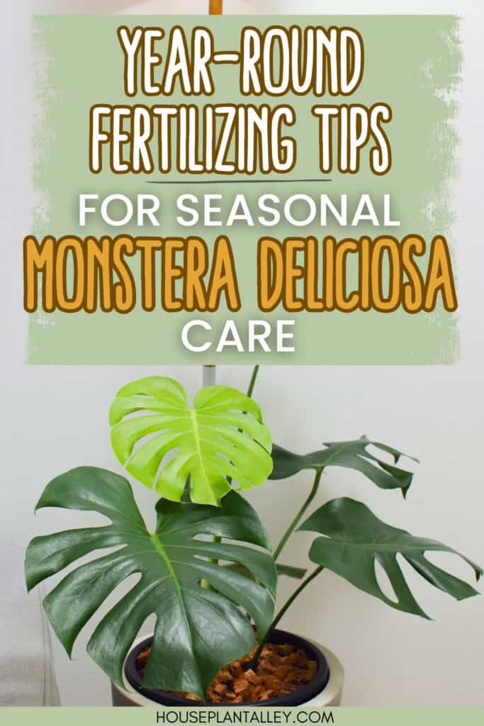 Monstera deliciosa fertilizer