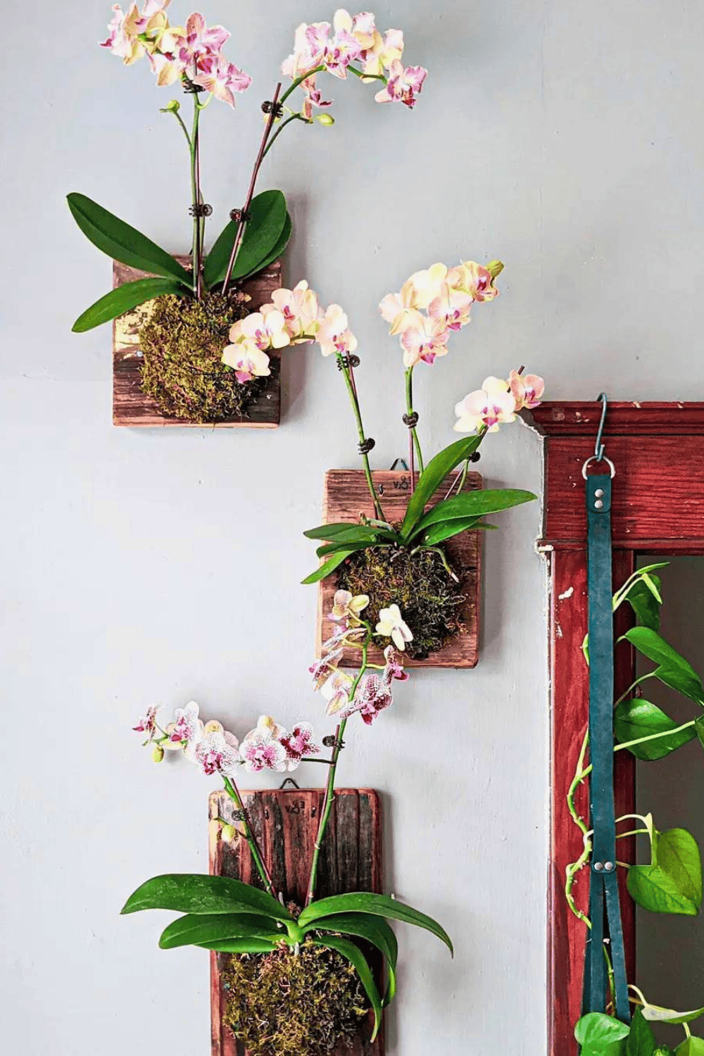 35 Wall Plant Ideas to Refresh Your Bedroom | Houseplant Alley