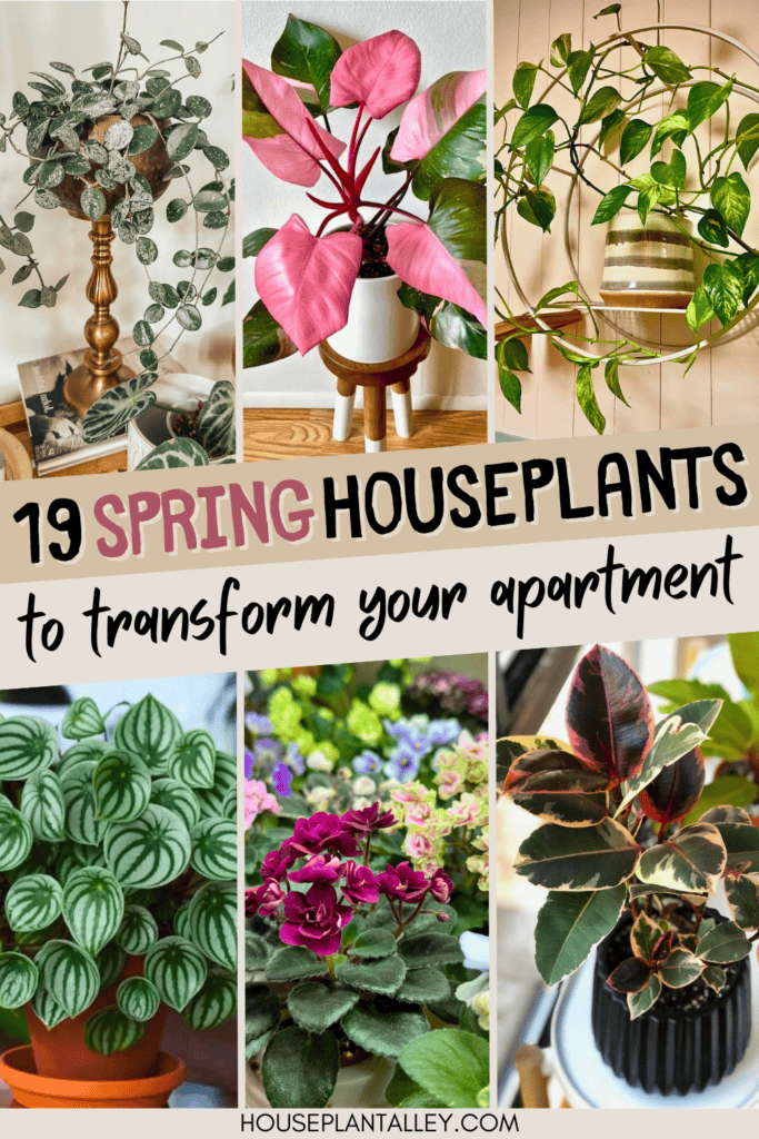 Top spring houseplants