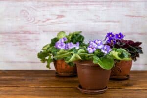 african violets