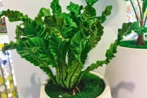 bird's nest fern