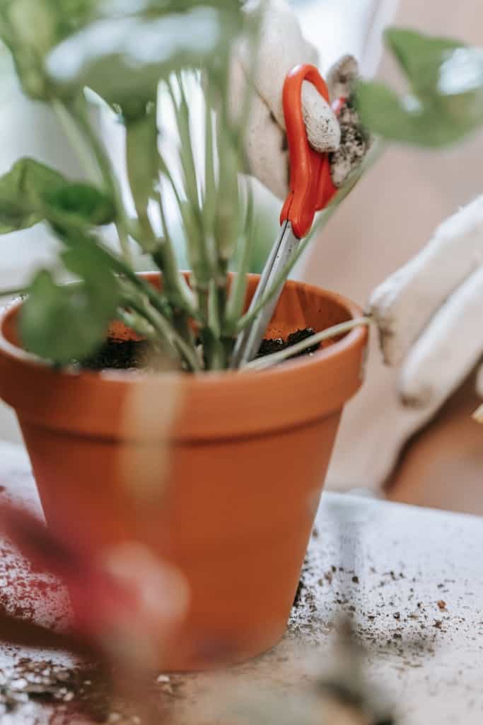 Close-up of hands with gloves trimming a plant in a clay pot, perfect for gardening enthusiasts.