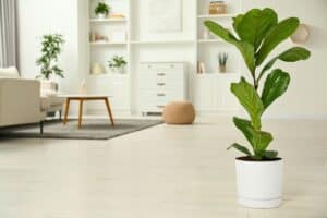 fiddle leaf fig