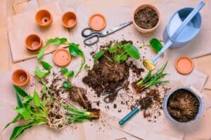 houseplant propagation