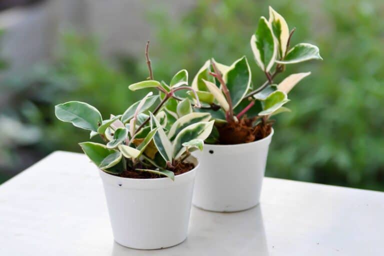 hoya plants