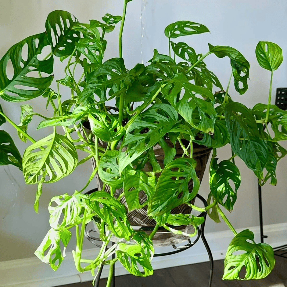 monstera adansonii for bedroom
