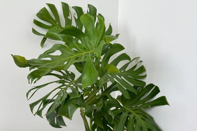 monstera deliciosa fertilizing guide