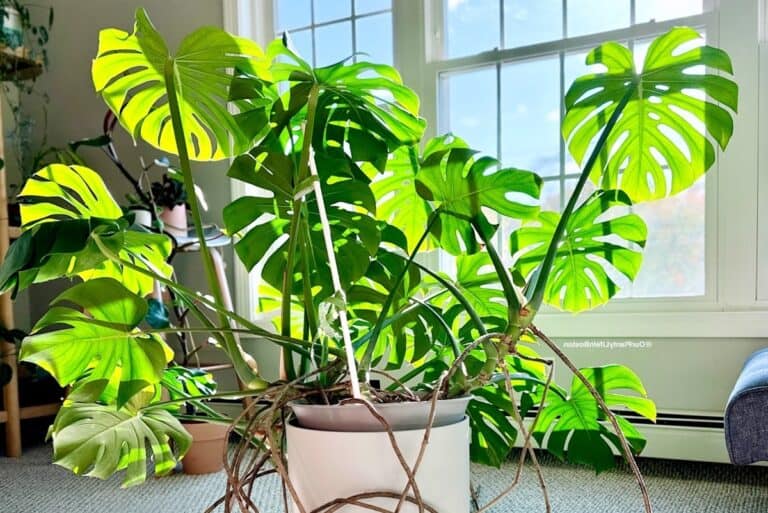 monstera deliciosa lighting