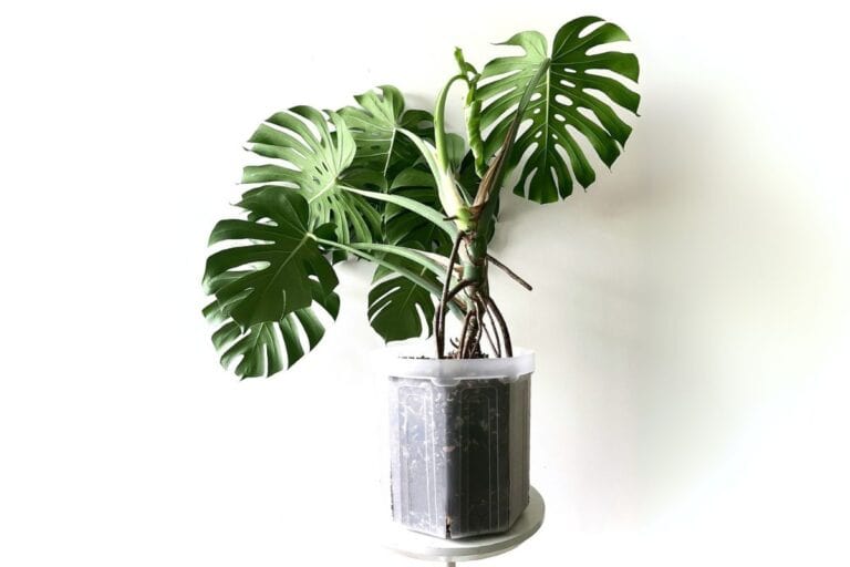 monstera deliciosa soil recipe