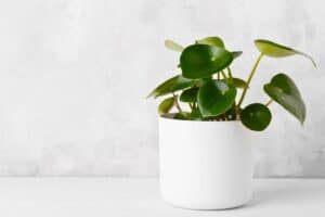 peperomia