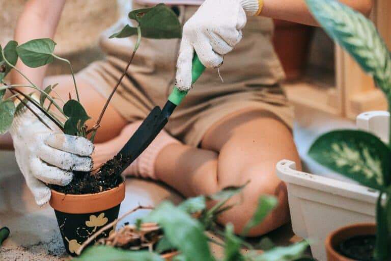 spring cleaning houseplants