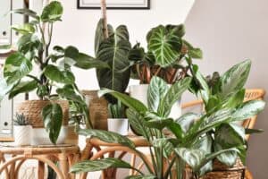 top houseplants for spring