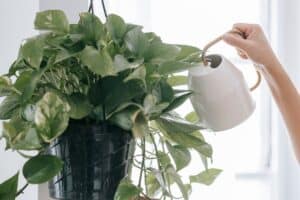 watering indoor plant