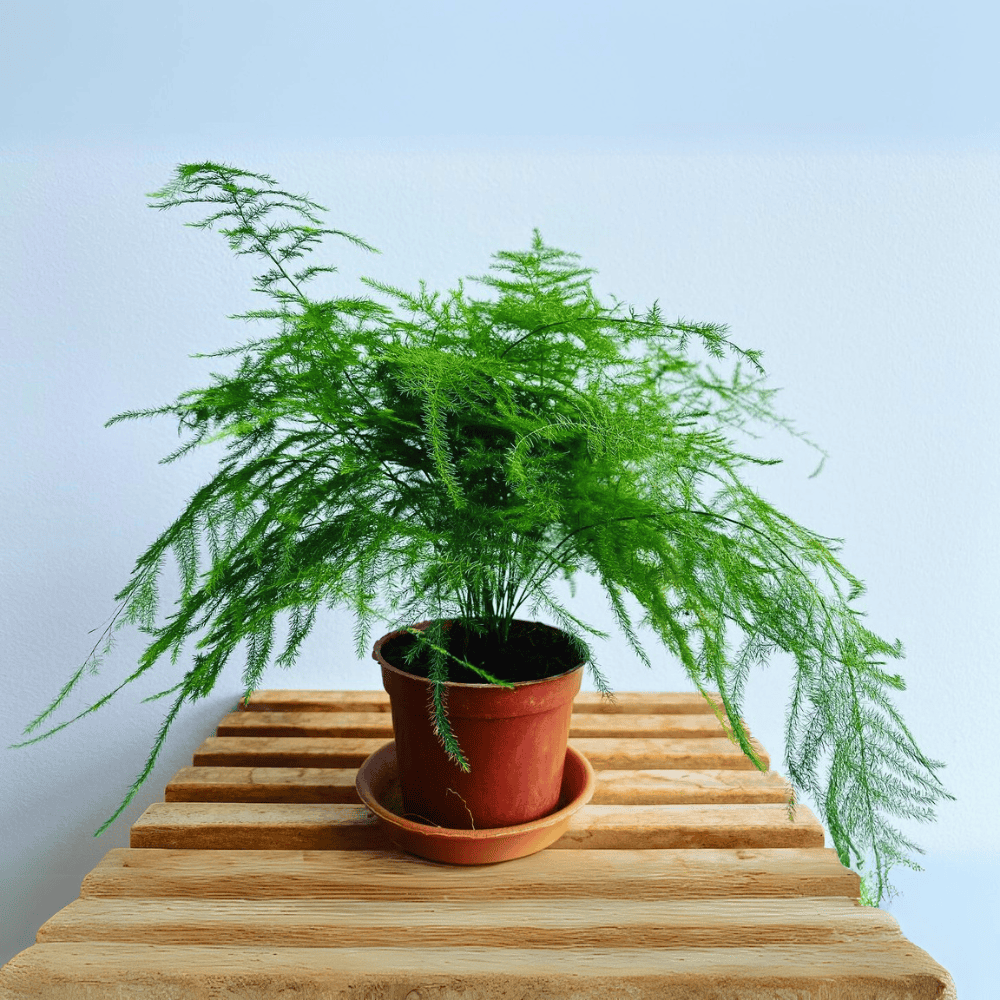 asparagus fern for low light office