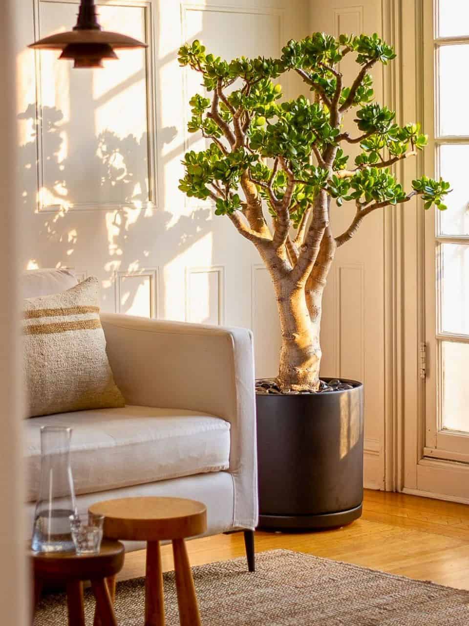 30 Must-Have Plants to Elevate Your Living Room Decor | Houseplant Alley - Top Plants For A Calm Living Room