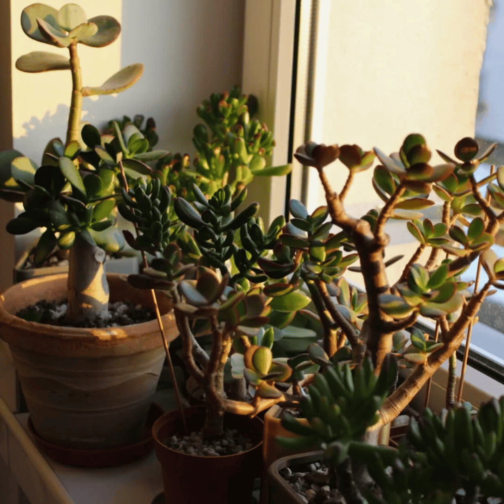 best plants for window sill 1