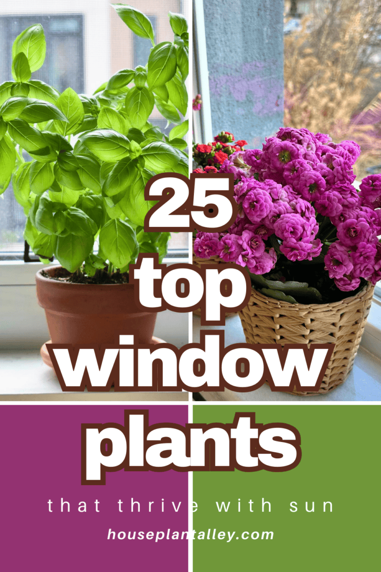 Best Plants for Windows: Top Varieties for Natural Light | Houseplant Alley