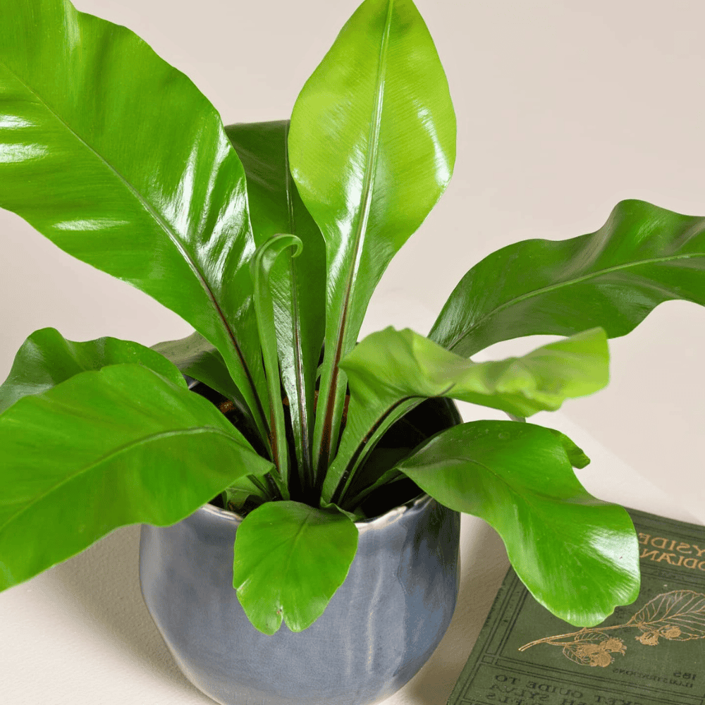 birds nest fern for low light office 1