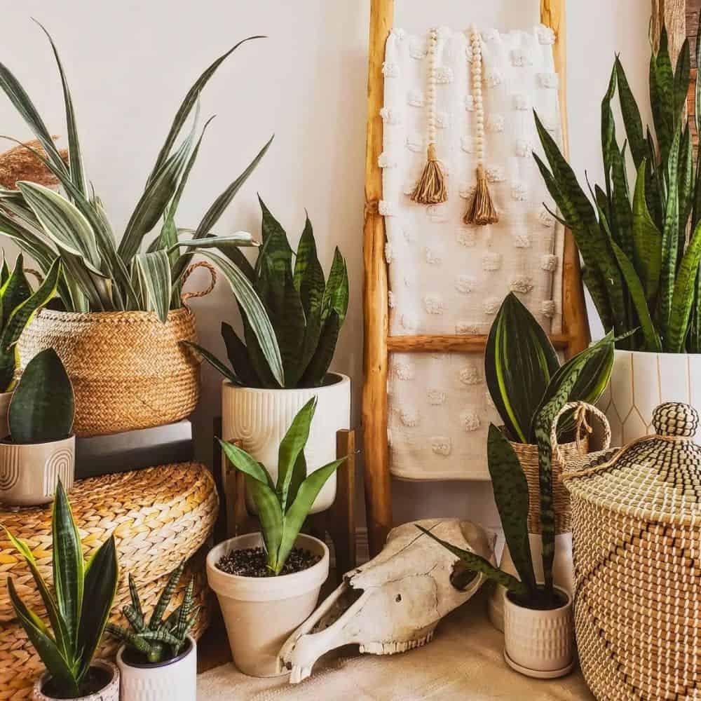 boho living room with plants 1