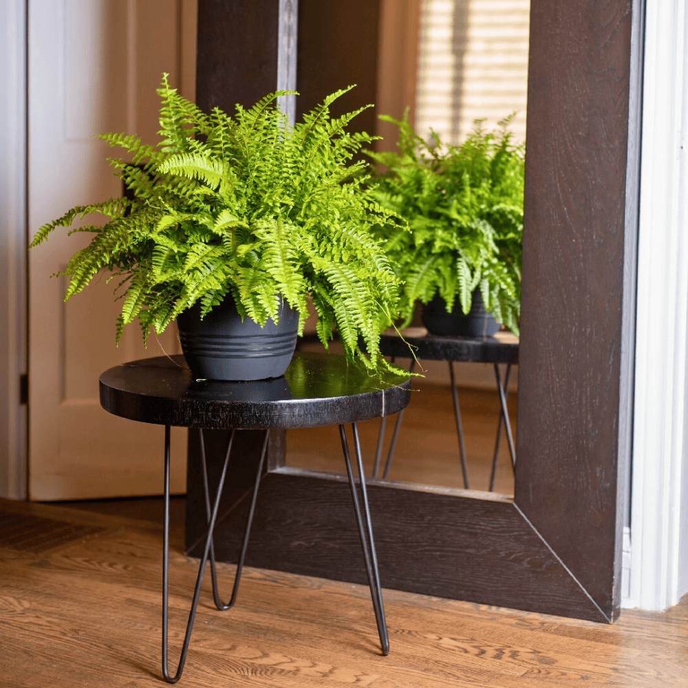 boston fern for low light office 1