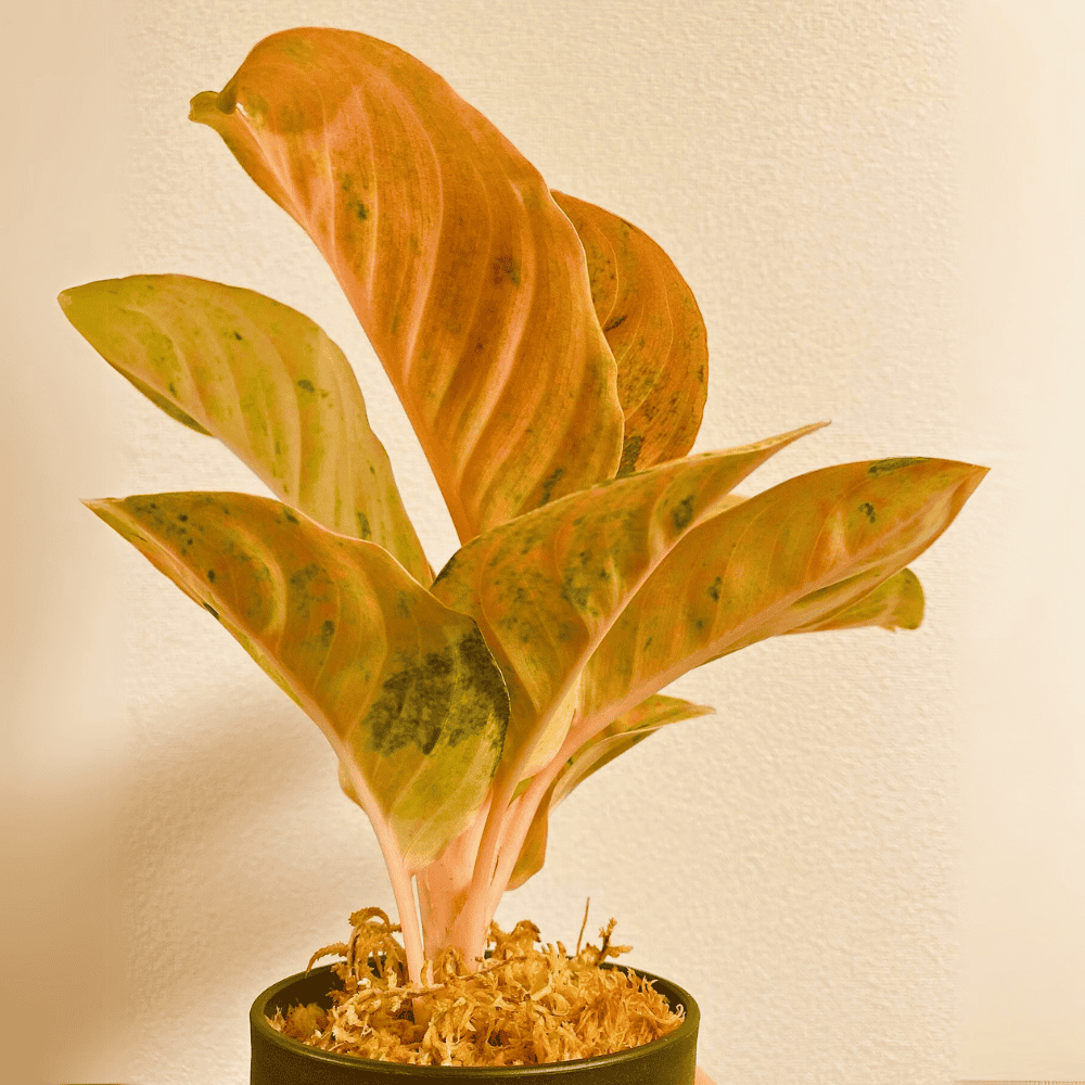 chinese evergreen for low light office 1