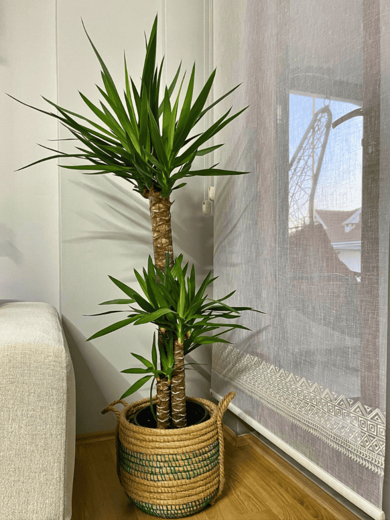 corner plants living room