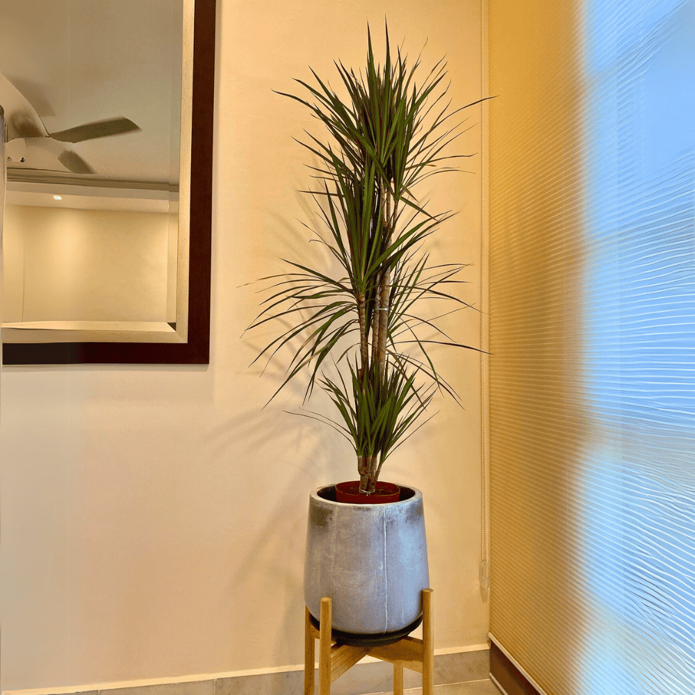 dracaena marginata for low light office 1