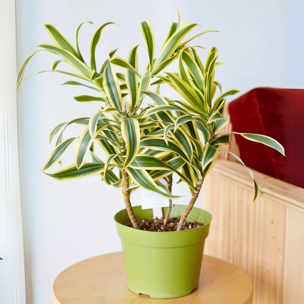 dracaena reflexa for low light office 1