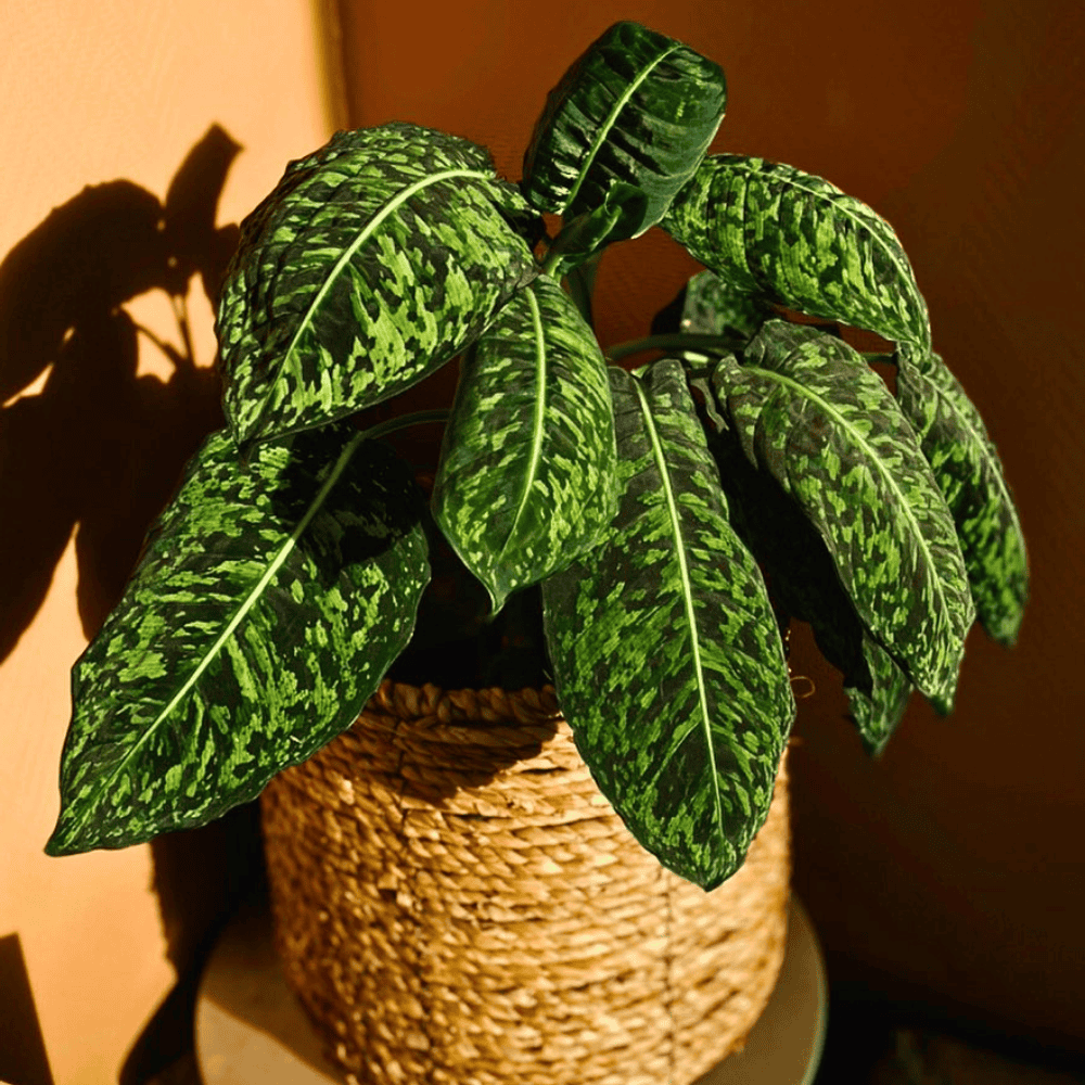 dumb cane for low light bedroom 1