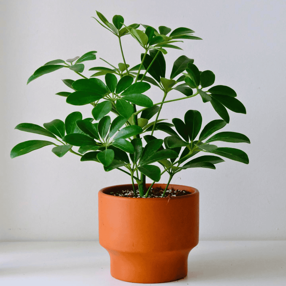 dwarf umbrella tree for low light office 1