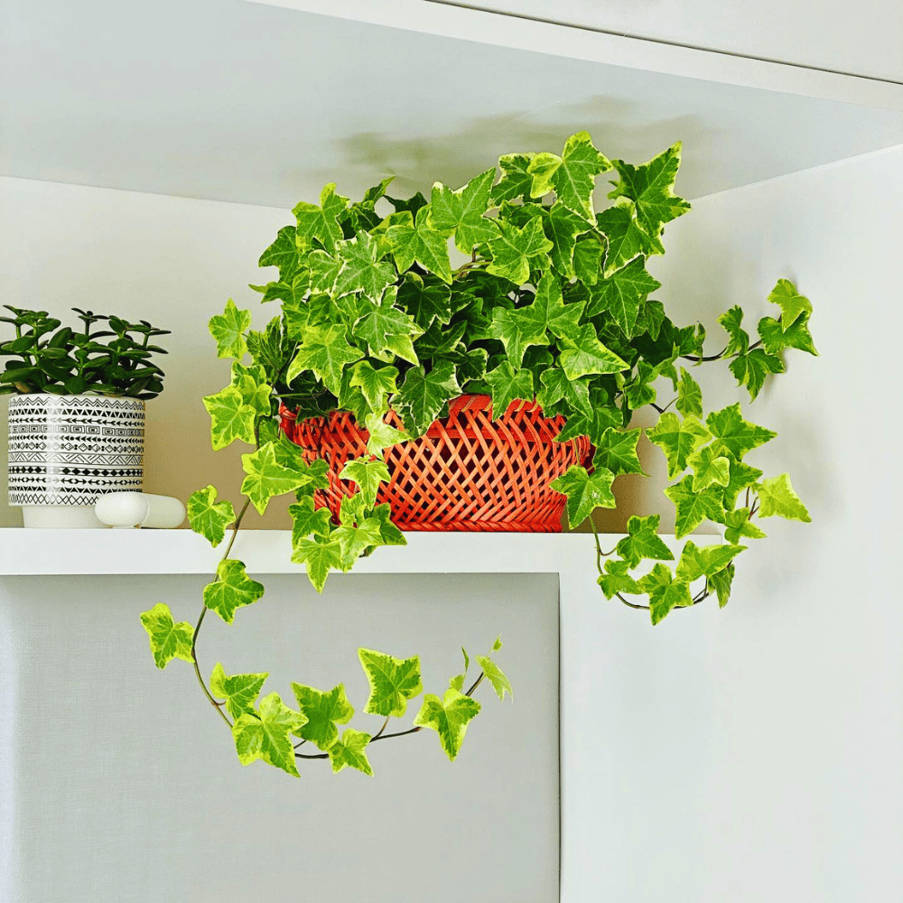 english ivy for low light office 1