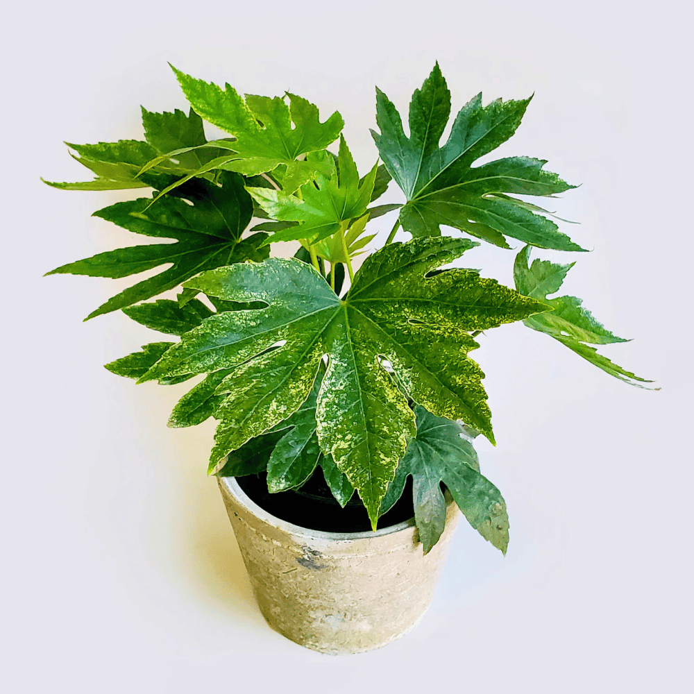 fatsia japonica for low light office