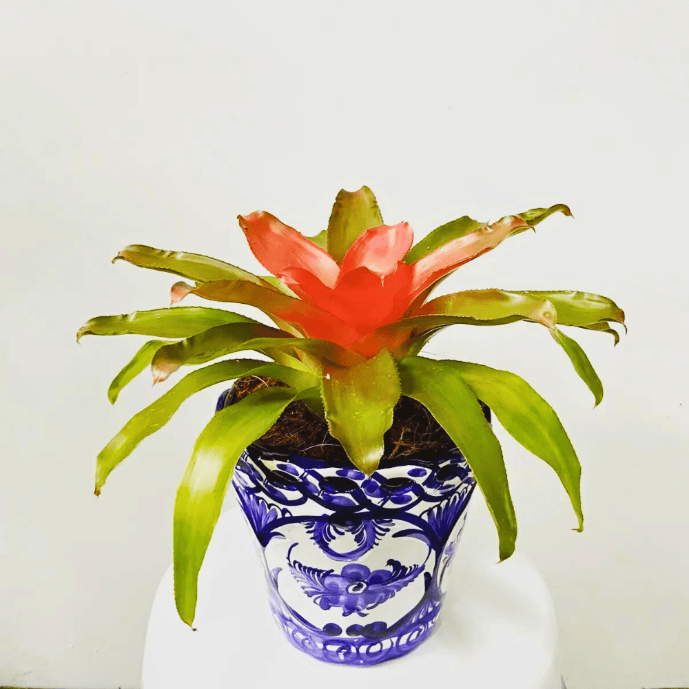 guzmania bromeliad for low light office 1