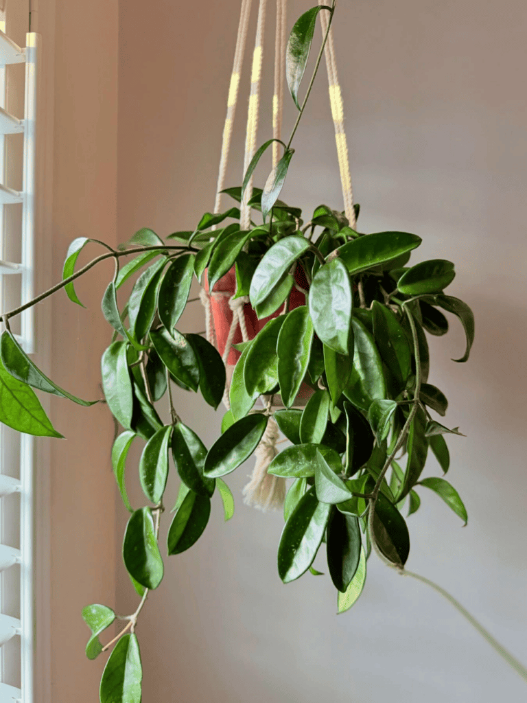 hanging plants by the window 1