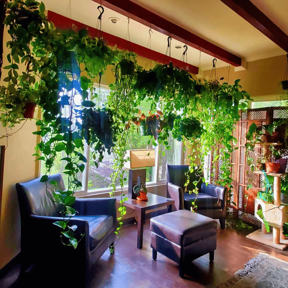 hanging plants for window