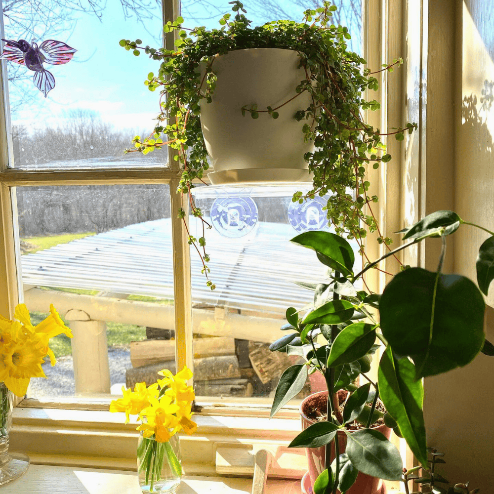 hanging plants in front of window