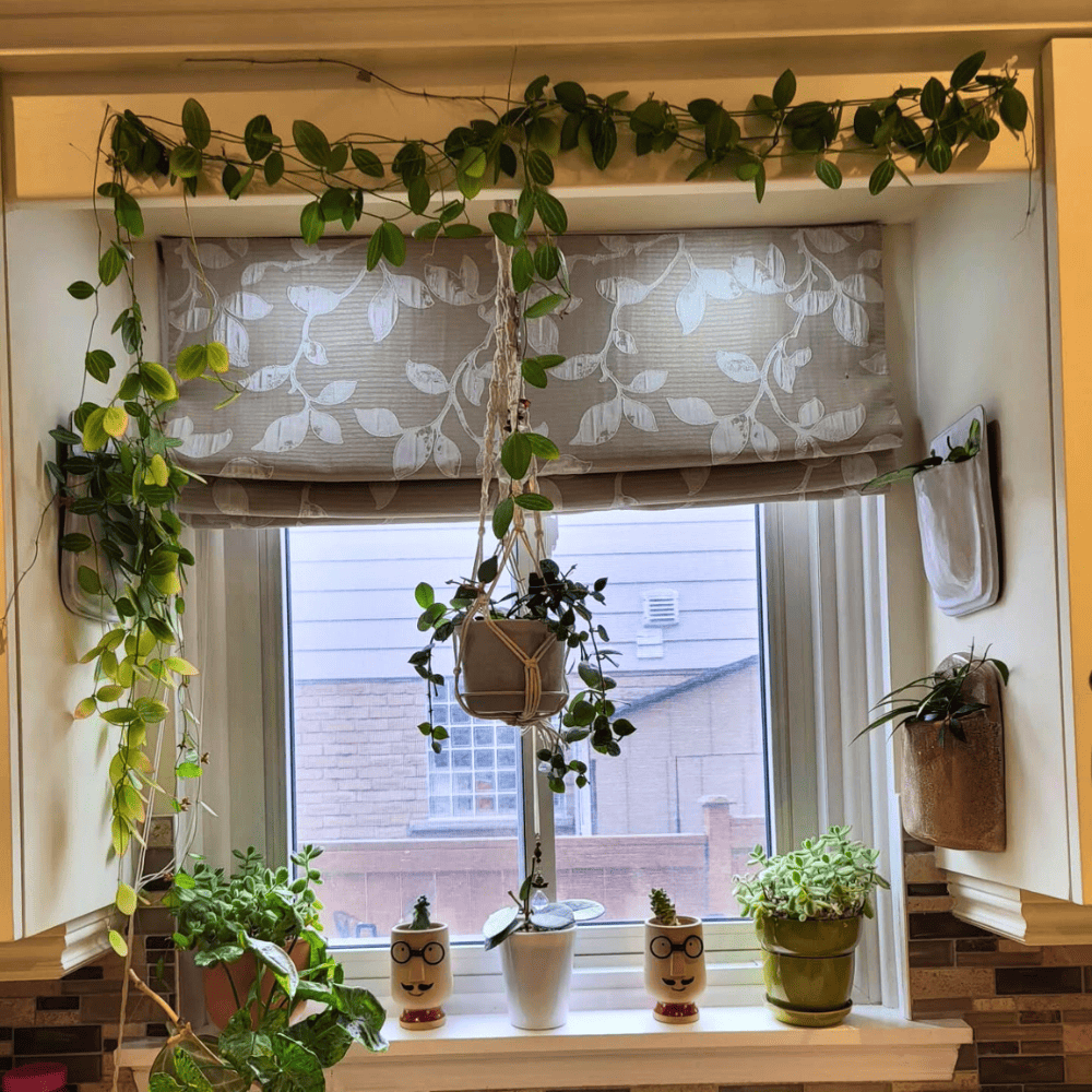 hanging plants in kitchen window