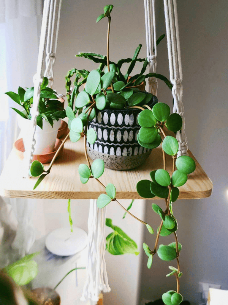 hanging plants window 2