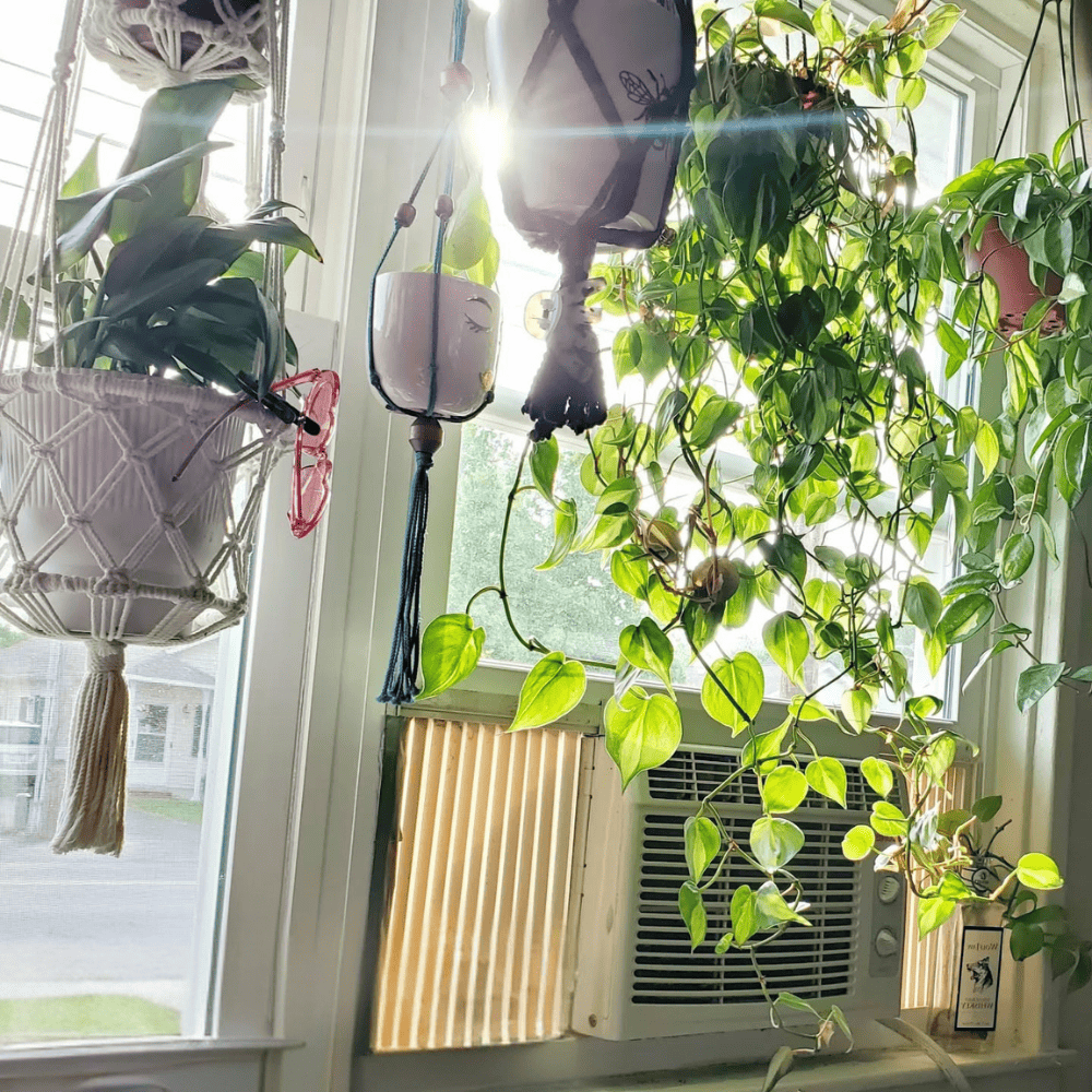 hanging plants window