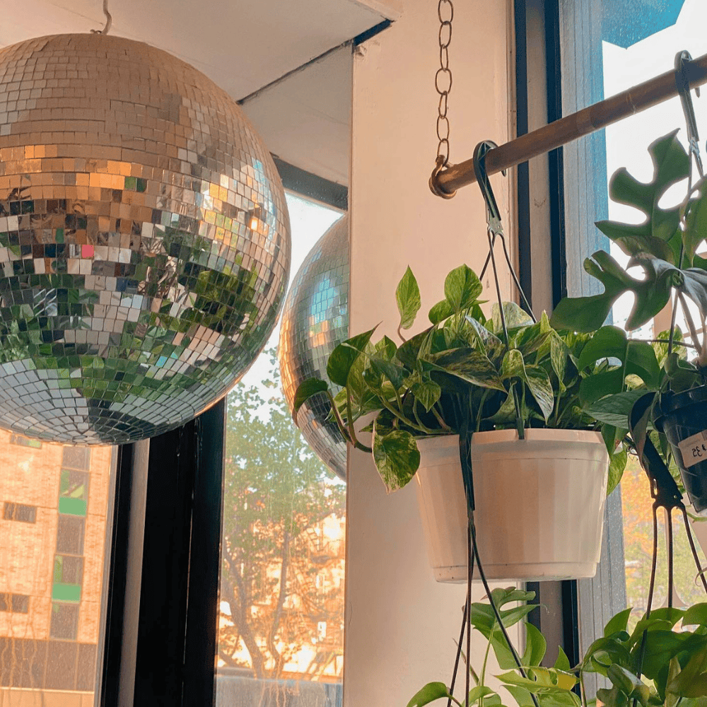 hanging window plants