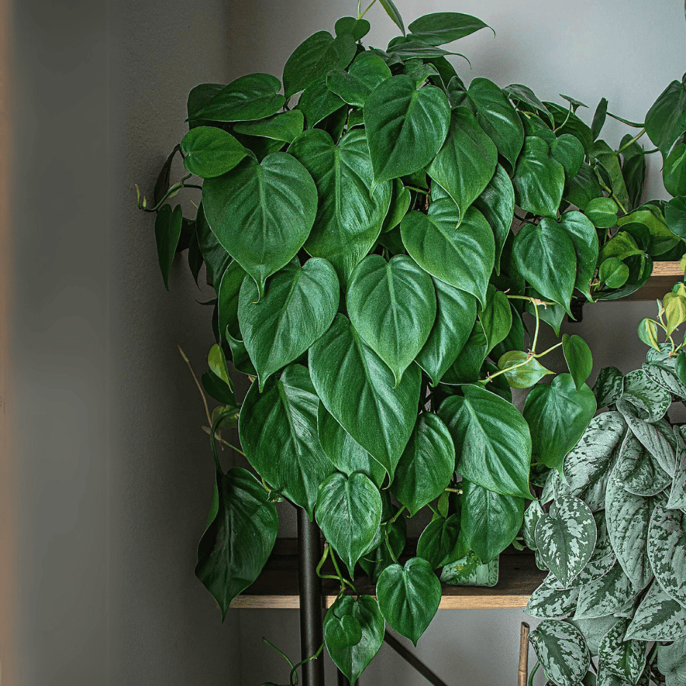 heartleaf philodendron for low light bedroom 1