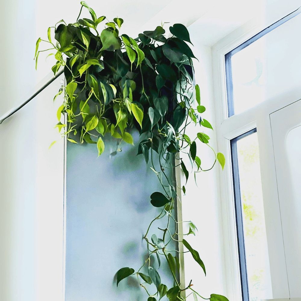 heartleaf philodendron for low light office 1