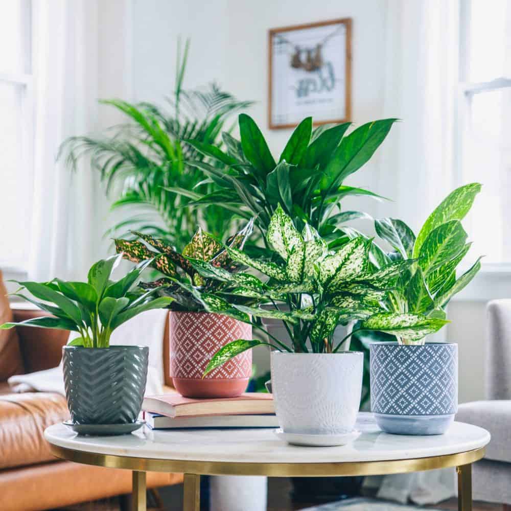 houseplants in living room 1