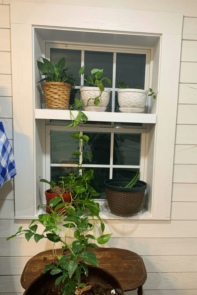 indoor window plants