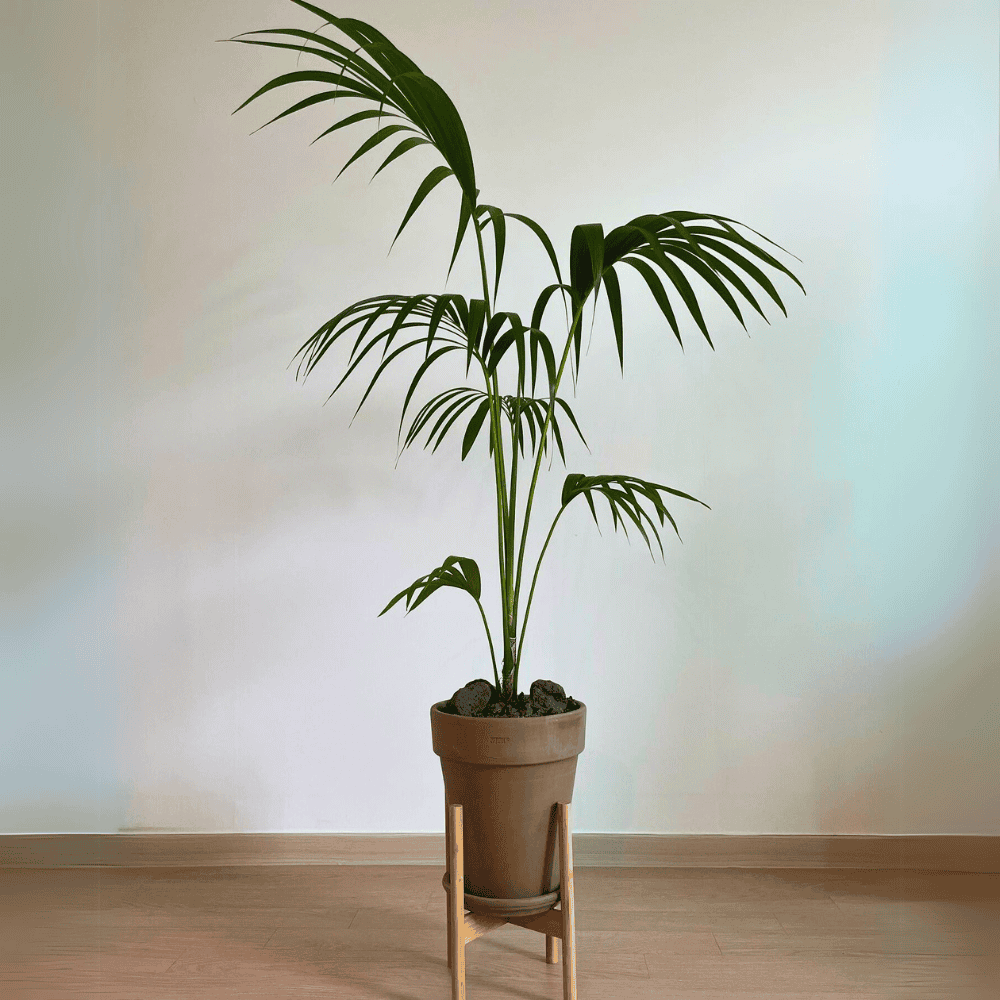 kentia palm for low light office 1