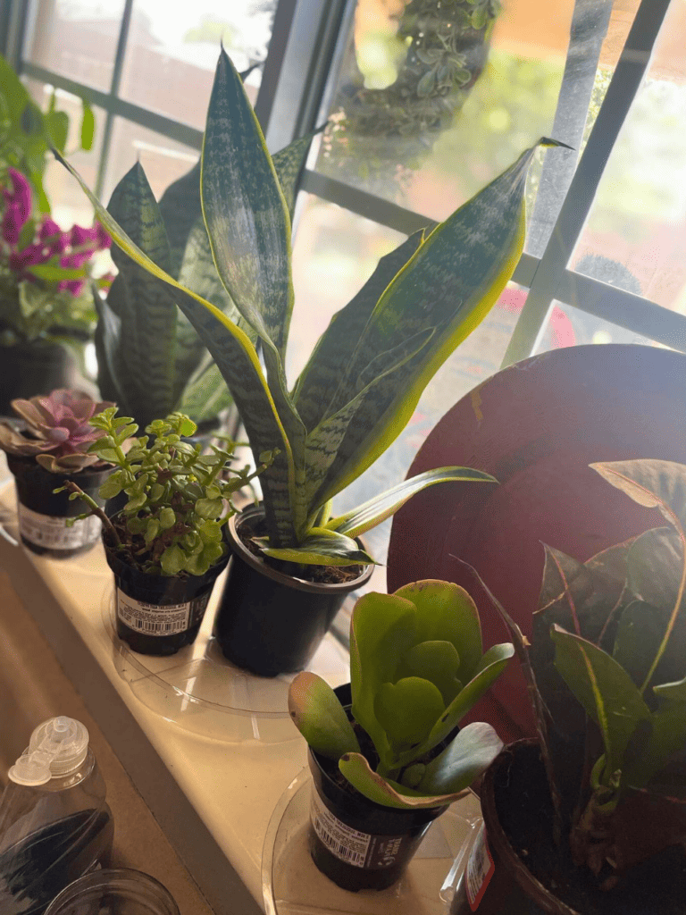 kitchen plants at the sink window